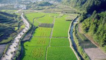 【Video】Rice farmers create large images of cartoon characters such as #HelloKitty and #PeppaPig by arranging crops in their fields in East China’s Anhui Provinc