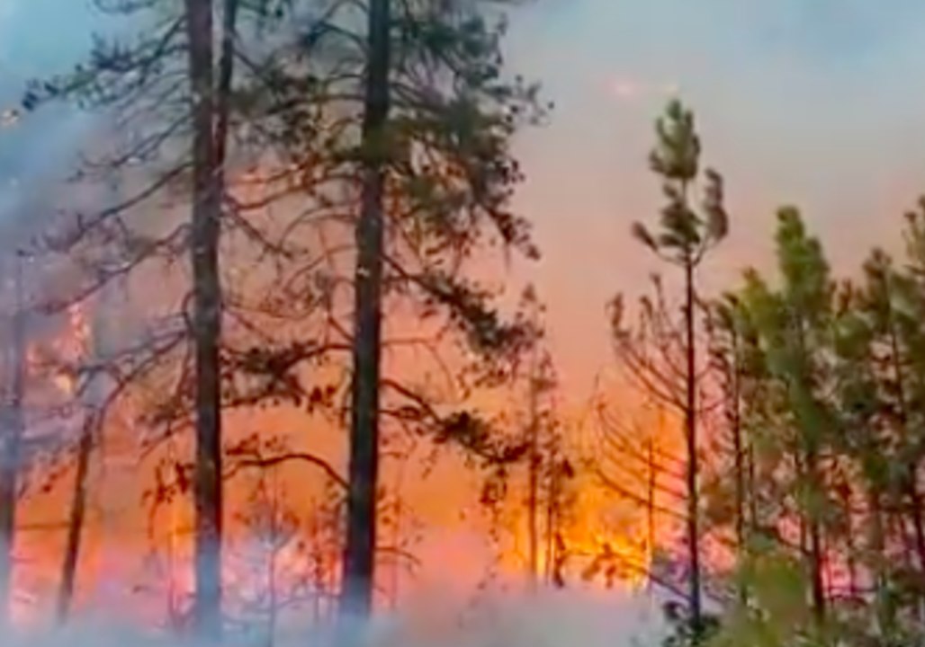 Washington Firefighters Battle Brush Blaze Sparked by Car Fire