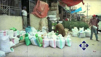 Illegal Maweshi Mandiyan in Karachi | GTV News