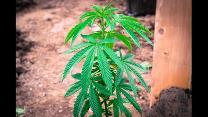 California Medical Marijuana Farming Photo Video Shoot