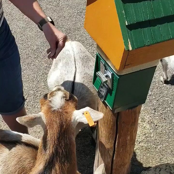 One Smart Goat