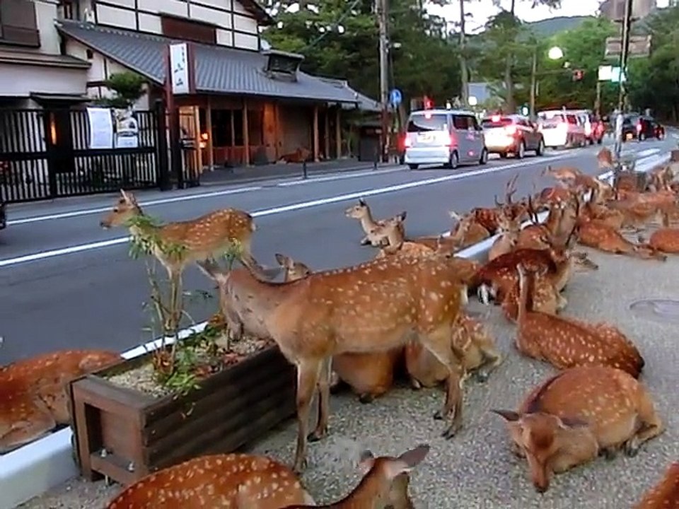 Horde of deer occupying the road at Nara. 奈良公園の鹿達、道路を占領して涼を取る