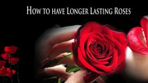 how to make a rose last forever, how to make a forever rose, how to make forever roses