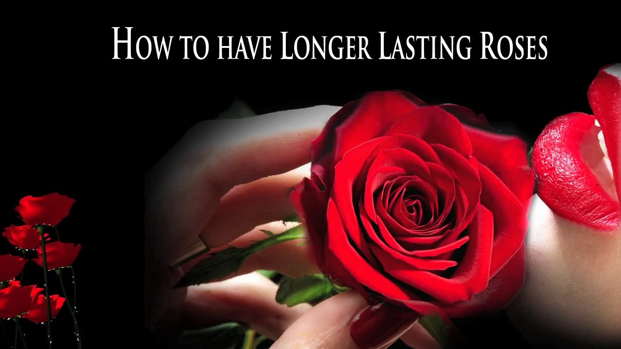 how to make a rose last forever, how to make a forever rose, how to