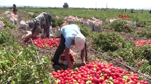 Bursa Karacabey Ovası'nda Domates Hasadı Başladı