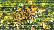 Scouting for Two-spotted Spider Mites in Field Corn