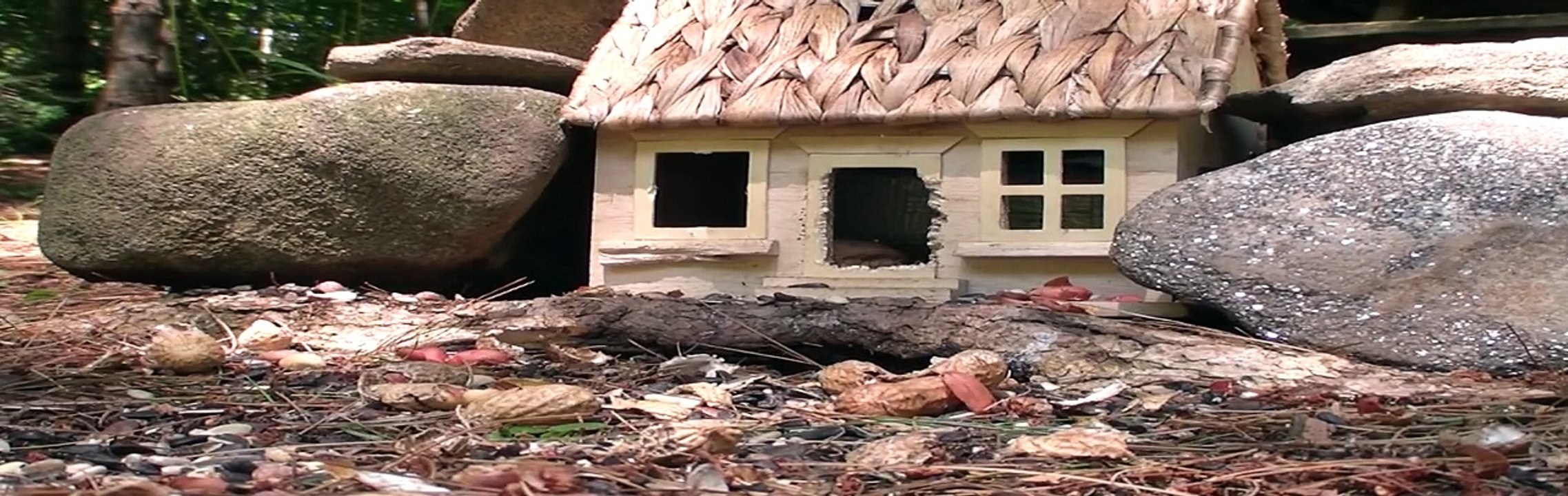 Red Squirrel & Chipmunk