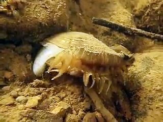 Rainbow Mussel (Villosa Iris) Displaying Lure and Muscular Foot