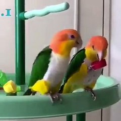 Arkadaşını yenince sevinçten zıplayan kuş