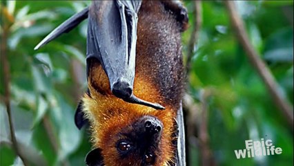 Worlds Largest Bat Flying Fox