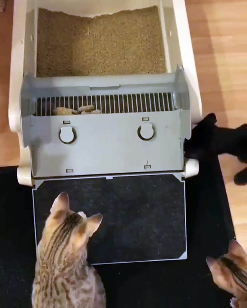 Kedi Kumu Temizleme Makinesi Dailymotion Video