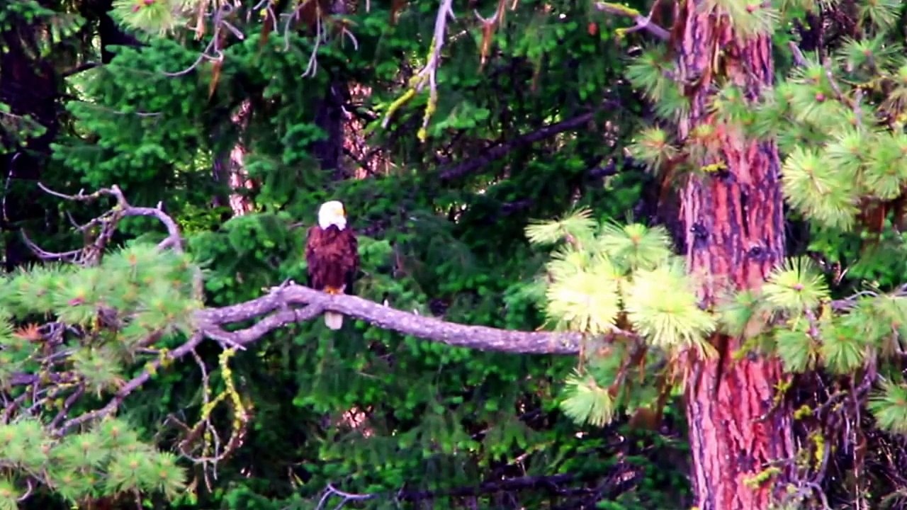 Bald Eagle perched on a tree.