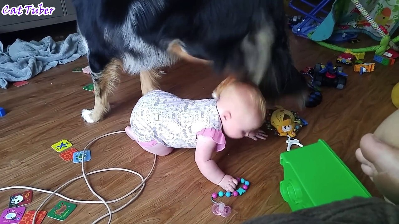 Animals Can Be Jerks - Best Funny Compilation 2017 - AFV Try Not To Laugh or Grin Challenge