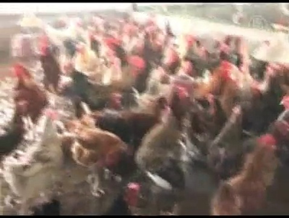 Chickens Culled after Bird Flu Strikes Northeast India