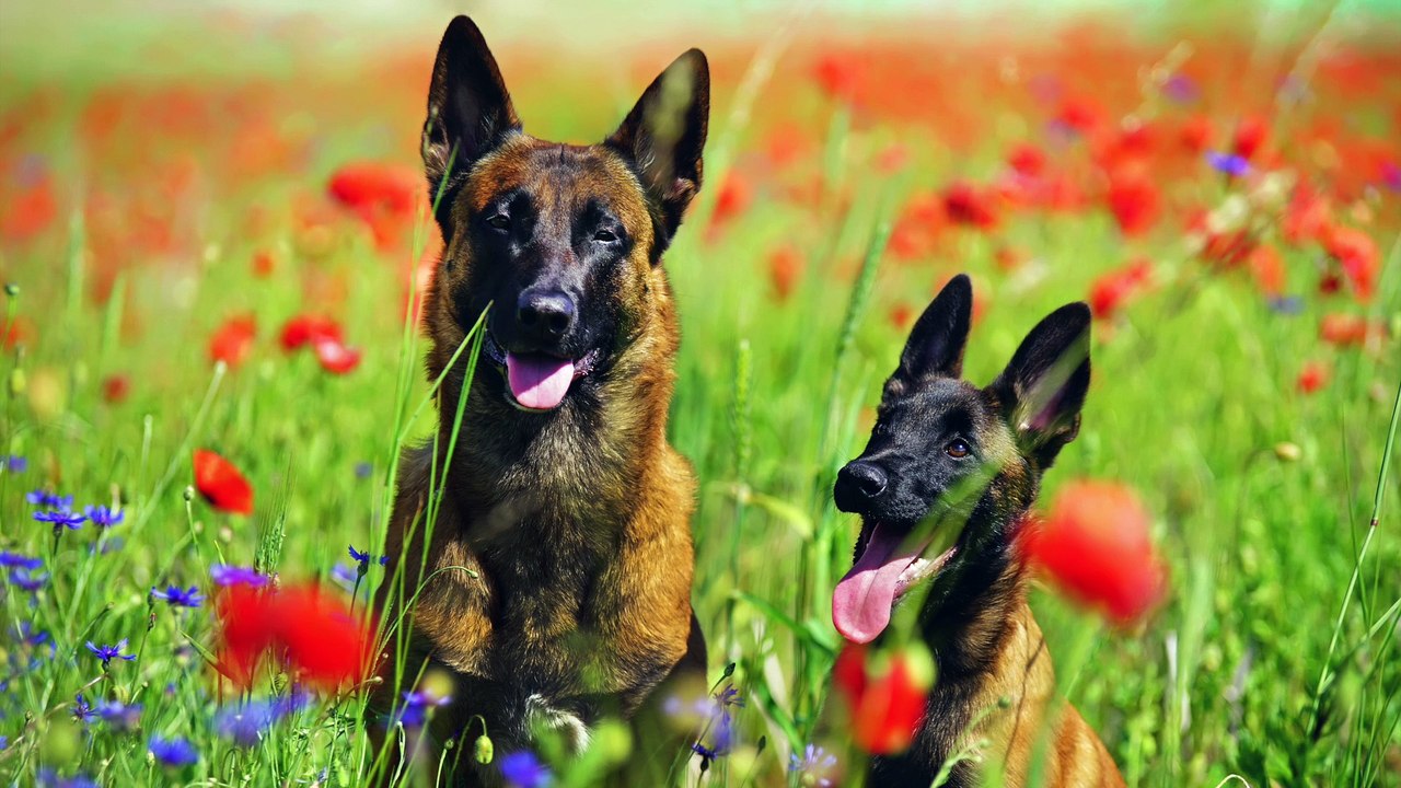 Les 10 chiens préférés des Français