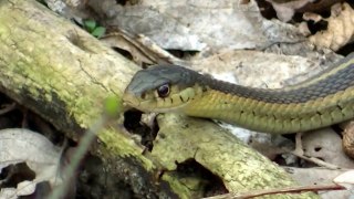 Snake Almost Bites My Kid ! Catching a Giant River Fish and More ! Happy its Spring in Mi