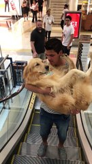 Dog Cradled During Escalator Ride