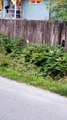 Black Bear Climbs Fences Through Neighborhood