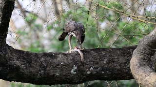 Crested Hawk Eagle eats Monkey!