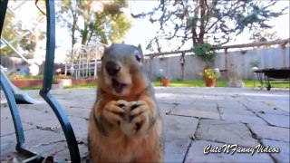 Cute and Funny Squirrel Videos Compilation new Part 7