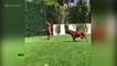 Messi vuelve loco a su enorme perro jugando al fútbol en el jardín de su casa