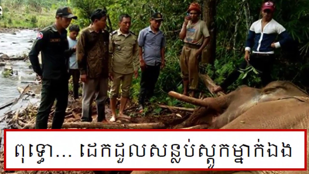 បង្ក​ការ​ភ្ញាក់ផ្អើល ដំរី​ស្រុក​មួយ​ក្បាល ត្រូវ​បាន​គេ​ប្រទះ​ឃើញ​ដួល​សន្លប់ / ពិភព ព័ត៍មាន