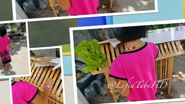 Angora Rabbit Feeding Vegetables Kelinci Angora Kids Activites