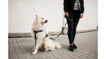 Dog Walking Norfolk MA - Health Benefits Walking Provides Your Pet
