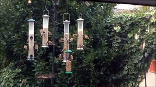 Busy UK Garden Bird Feeders (British Birds)