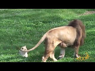 Cute Lion Cubs Playing With Dad at Mogo Zoo