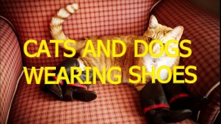 Cats and dogs wearing shoes Funny animal compilation