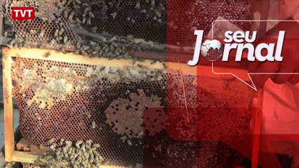 Agrotóxicos em excesso está dizimando as abelhas