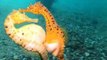 Seahorse Mum Gently Transfers Eggs to Her Male Partner