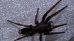 Black House Spider vs White Tailed Spider 2