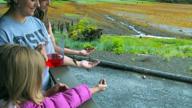 Hand feeding Hummingbirds