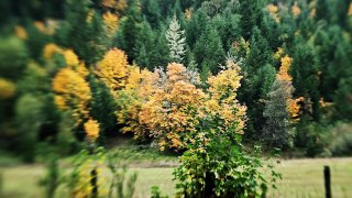 HD Nature: Autumn Rain | Canon 7D Lensbaby Composer