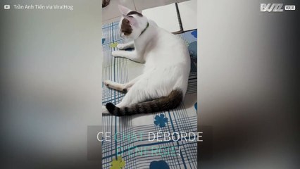 Ce chat a tant d'énergie qu'il fait fonctionner un ventilateur