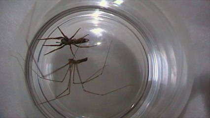 Daddy Longlegs vs White Tailed Spider