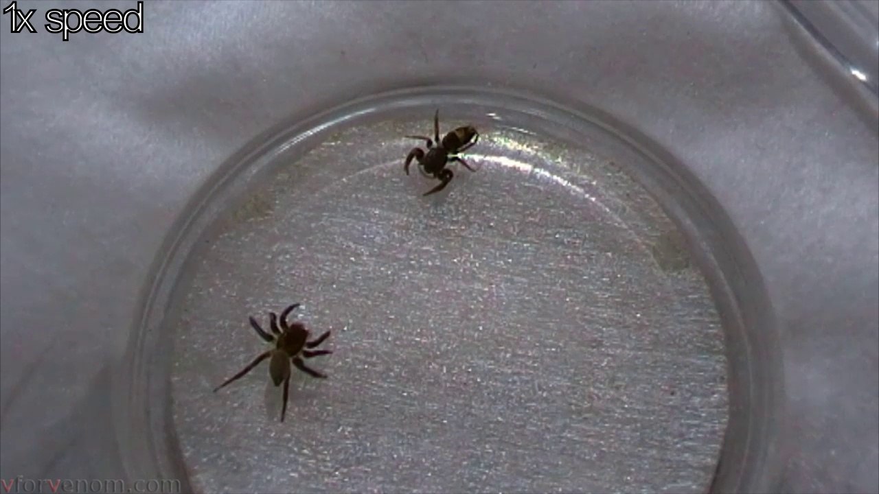 Jumping Spider vs Jumping Spider