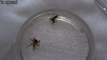 Jumping Spider vs Jumping Spider