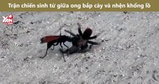 Trận chiến sinh tử giữa ong bắp cày và nhện khổng lồ