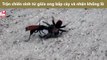 Trận chiến sinh tử giữa ong bắp cày và nhện khổng lồ