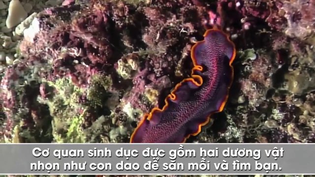 Những cách giao phối kỳ lạ của thế giới động vật