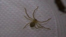 Jumping Spider vs Huntsman Spider
