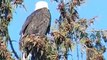 Bald Eagles Landing, Taking Off