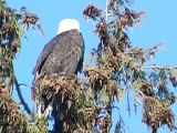 Bald Eagles Landing, Taking Off