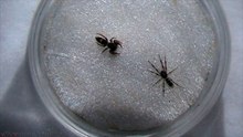 Jumping Spider vs White Tailed Spider