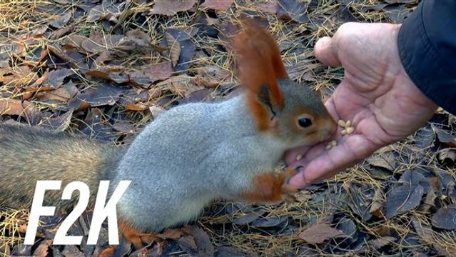 Animali come persone? Un tribunale ha deciso di sì