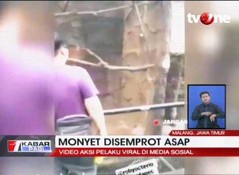 Pengunjung Kebun Binatang Semburkan Asap Vape ke Monyet