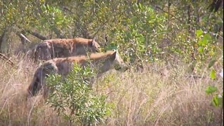 Wild Animals Fighting - Wild Dogs Kill A Impala , Hyenas Then Steal It. Hyena Attack Wild Dogs
